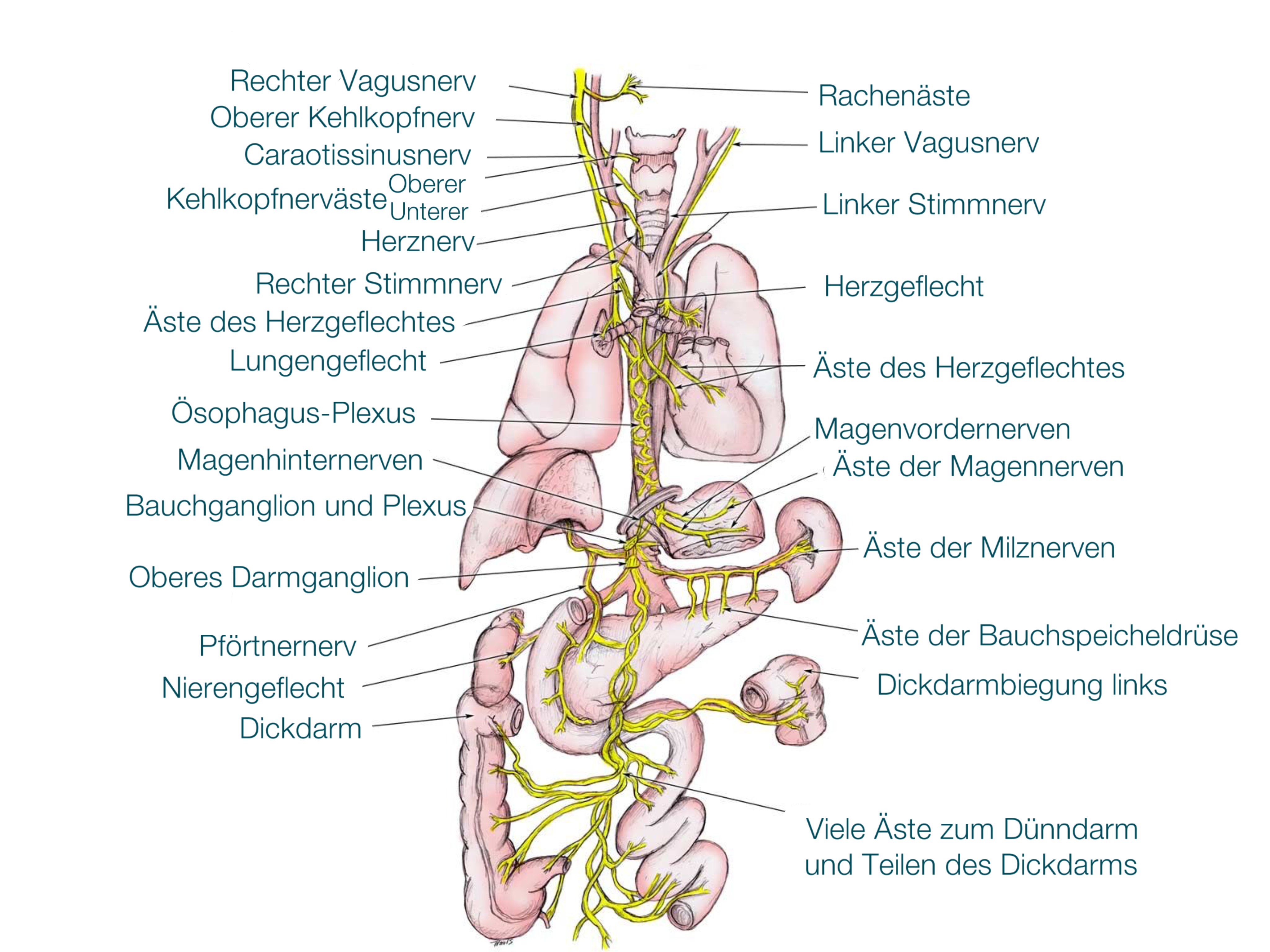 Правый блуждающий нерв. Блуждающий нерв анатомия иннервация. Нервус вагус топография. Вагус блуждающий нерв. Схема блуждающего нерва анатомия.